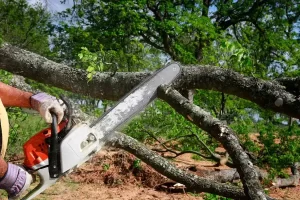 Quality Tree Service