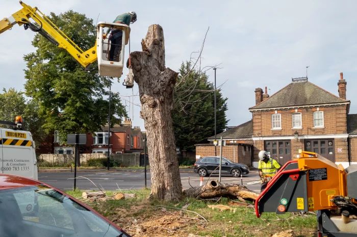 Carlos Tree Service of Mount Vernon's Other Services