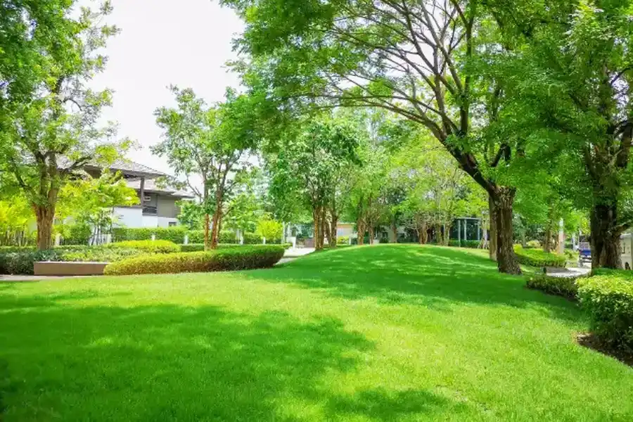 How Pruning Trees Improves Lawn Health Mt Vernon, WA How Pruning Trees Improves Lawn Health Mt Vernon, WA