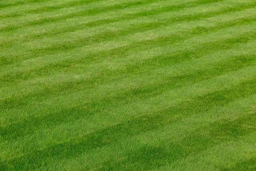 How To Choose The Right Tree Service For Your Lawn Care Needs Mt Vernon, WA How To Choose The Right Tree Service For Your Lawn Care Needs Mt Vernon, WA