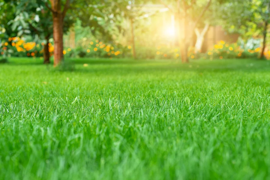 How Tree Service Experts Improve Lawn Appearance And Function Mt Vernon, WA How Tree Service Experts Improve Lawn Appearance And Function Mt Vernon, WA