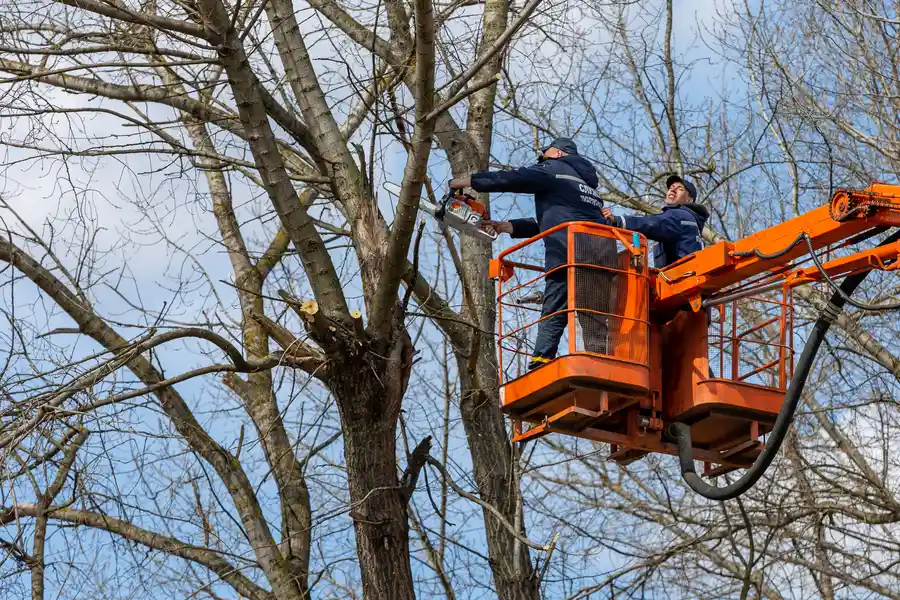 Top-rated Tree Removal Mt Vernon, WA Top-rated Tree Removal Mt Vernon, WA